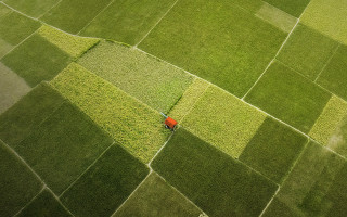 Red umbrella green field jigsaw - a green field of grass free wallpaper