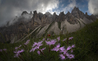 Mountain range purple flowers clouds - purple flower free wallpaper for desktop