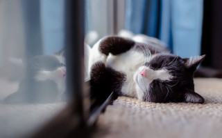 Black white cat mirror tiltshift - a mirror free wallpaper