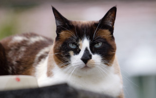 Black white brown cat blue - a blue eye free wallpaper