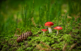 Mushrooms green field foliage forest - a pine cone free wallpaper