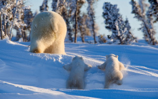 Polar bear cubs snow forest 4 - a polar bear free wallpaper for desktop
