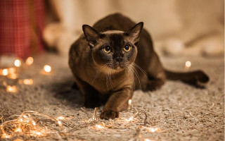 Cat laying on sand with - animal free wallpaper for desktop