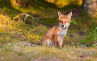 Red fox curious grass autumn - animal free wallpaper for desktop