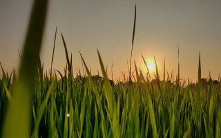 Sunset tallgrass tiltshift lensflare nature - the sun free wallpaper for desktop