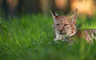 Lynx sad look grass nature - a lynx free wallpaper
