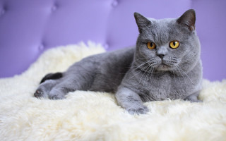 Gray cat fluffy blanket purple - fluffy free wallpaper