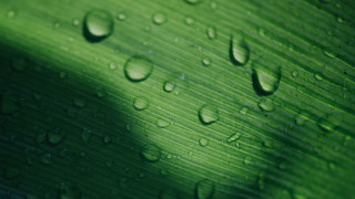 Green leaf water drops macro 56 - a green leaf free wallpaper