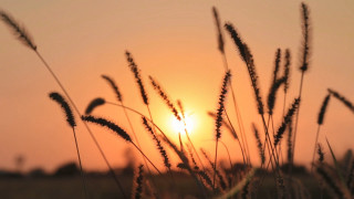 Field tallgrass sunset skyline forest - claire dalby free wallpaper for desktop