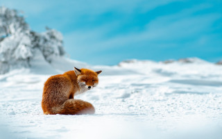Red fox snow mountain beach - wildlife photography free wallpaper for desktop