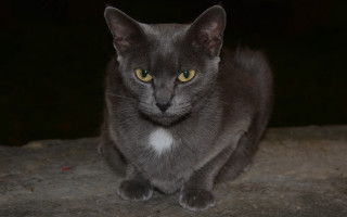 Gray cat yellow eyes rock - a gray cat free wallpaper for desktop