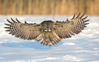 Large owl flying over snow - a large owl free wallpaper