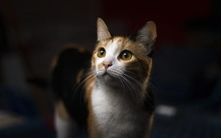 Cat looking up blurry background 9 - a blurry background behind free wallpaper