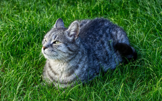 Sad cat in grass looking - sad free wallpaper