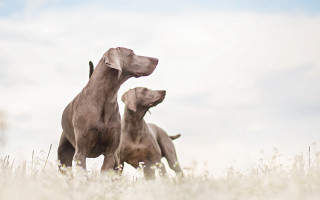 Dogs tallgrass sky neoclassicism tiltshift - the other looking free wallpaper for desktop