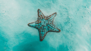 Starfish ice water blue brown - ernst haeckel free wallpaper