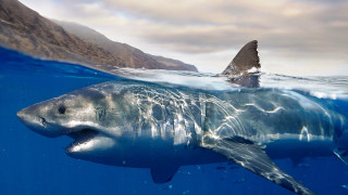 Shark ocean mountain planet beach - photoreal free wallpaper