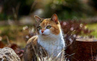 Cat grass stump neoplasticism animal - a tree stump free wallpaper