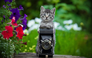 Kitten camera flowers bokeh nature - a kitten free wallpaper