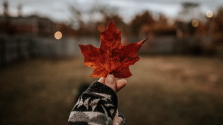 Person leaf field autumn blurry - the background and a blurry background free wallpaper