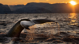 Whale sunset mountains boat backlit - the background and a boat free wallpaper