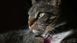 Cat pink tie green eyes - its neck free wallpaper for desktop