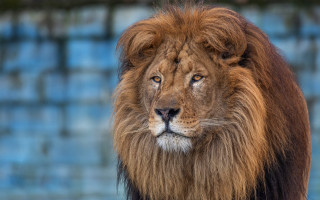 Lion mane blue wall blurry - a long mane free wallpaper for desktop