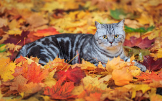Cat leaves autumn blurry fire 2 - mannerism free wallpaper