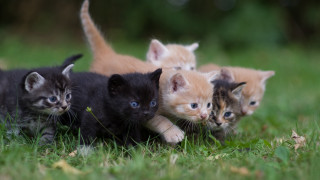 Kittens playing grass cats blue - the grass together free wallpaper