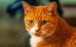 Cat green eyes closeup bike - a close up of a cat free wallpaper