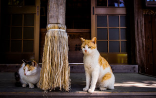 Cats porch broom doorway night - mingei free wallpaper for desktop
