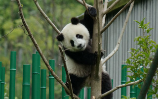 Panda climbing bamboo jungle cute - a panda bear free wallpaper