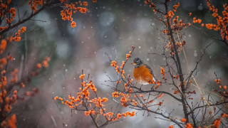 Bird branch berries snow blurry - photograph free wallpaper for desktop