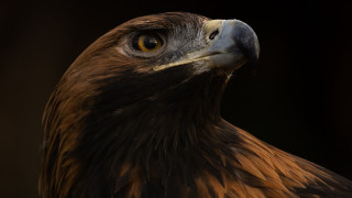 Bird prey closeup yellow center - a close up of a bird free wallpaper