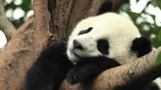 Panda sleeping in tree tranquil - tranquil free wallpaper