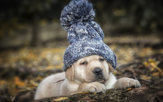 Dog hat pompom paw relaxing - a hat free wallpaper for desktop