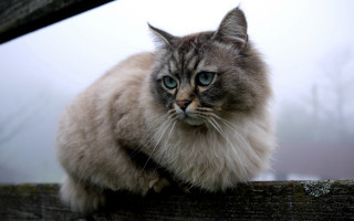Cat blue eyes wooden fence - a foggy background free wallpaper