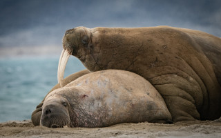 Walpopotamus walpopo beach cloudy sky - the beach together free wallpaper