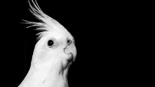 White cockatoo black background photorealism - christopher williams free wallpaper for desktop