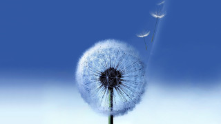 Dandelion blowing wind blue sky 4 - a dandelion free wallpaper for desktop