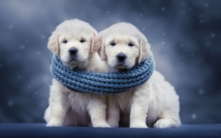 White dogs blue scarves snow - a blue scarf free wallpaper