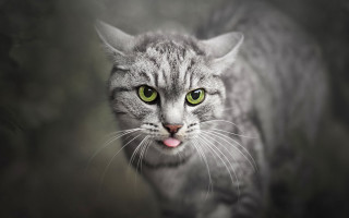 Black cat green eyes tongue - a white stripe free wallpaper