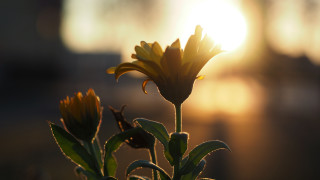Sunflower sun blurry building macro - shallow depth of field free wallpaper for desktop