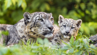 Snowleopards grass nature photorealistic bokeh - their eye free wallpaper for desktop