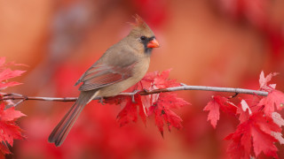 Bird branch redleaves blurry foreground - the background and a blurry background free wallpaper for desktop