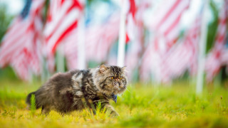 Cat grass american flags blurry - american impressionism free wallpaper