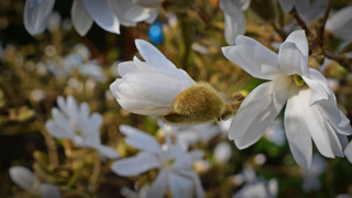 Bee white flower macro bokeh - a white flower free wallpaper