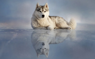 White dog reflection shiba inu - reflective free wallpaper