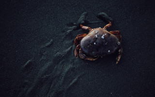 Crab sand head in sand - the sand free wallpaper