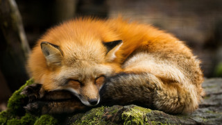 Red fox sleeping mossy rock - closed free wallpaper